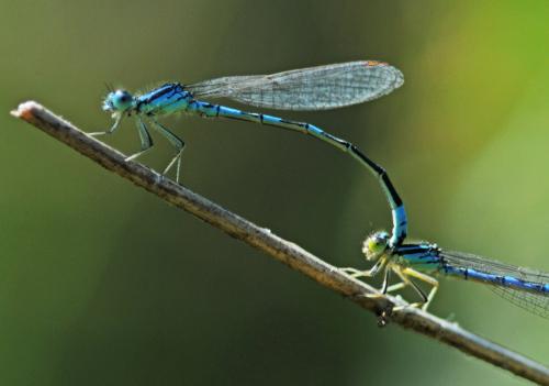 Réf. 326 537 : Coenagrion scitulum